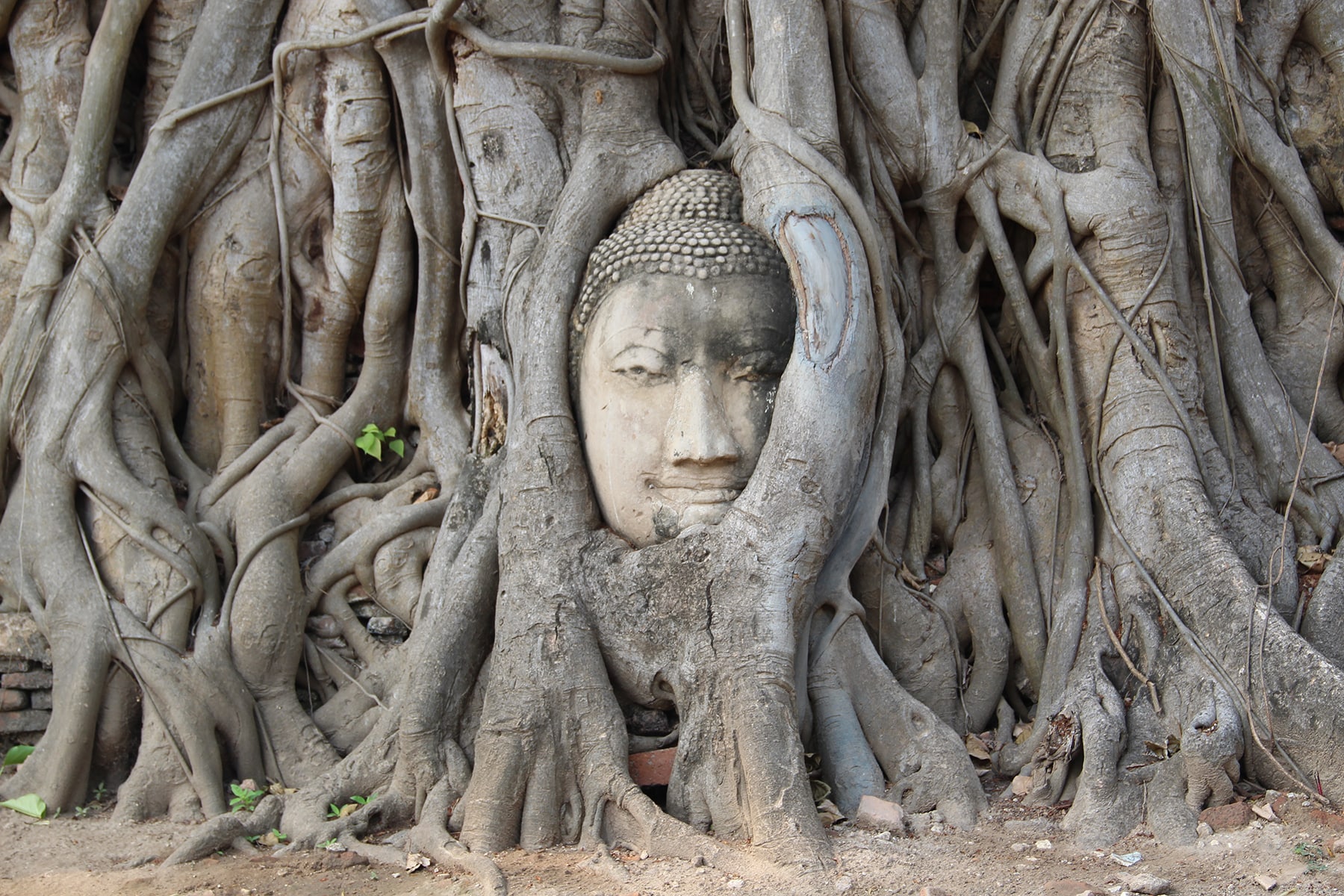 Tête de Bouddha entremêlée entre les racines d'arbre au temple Wat Mahathat de Ayutthaya