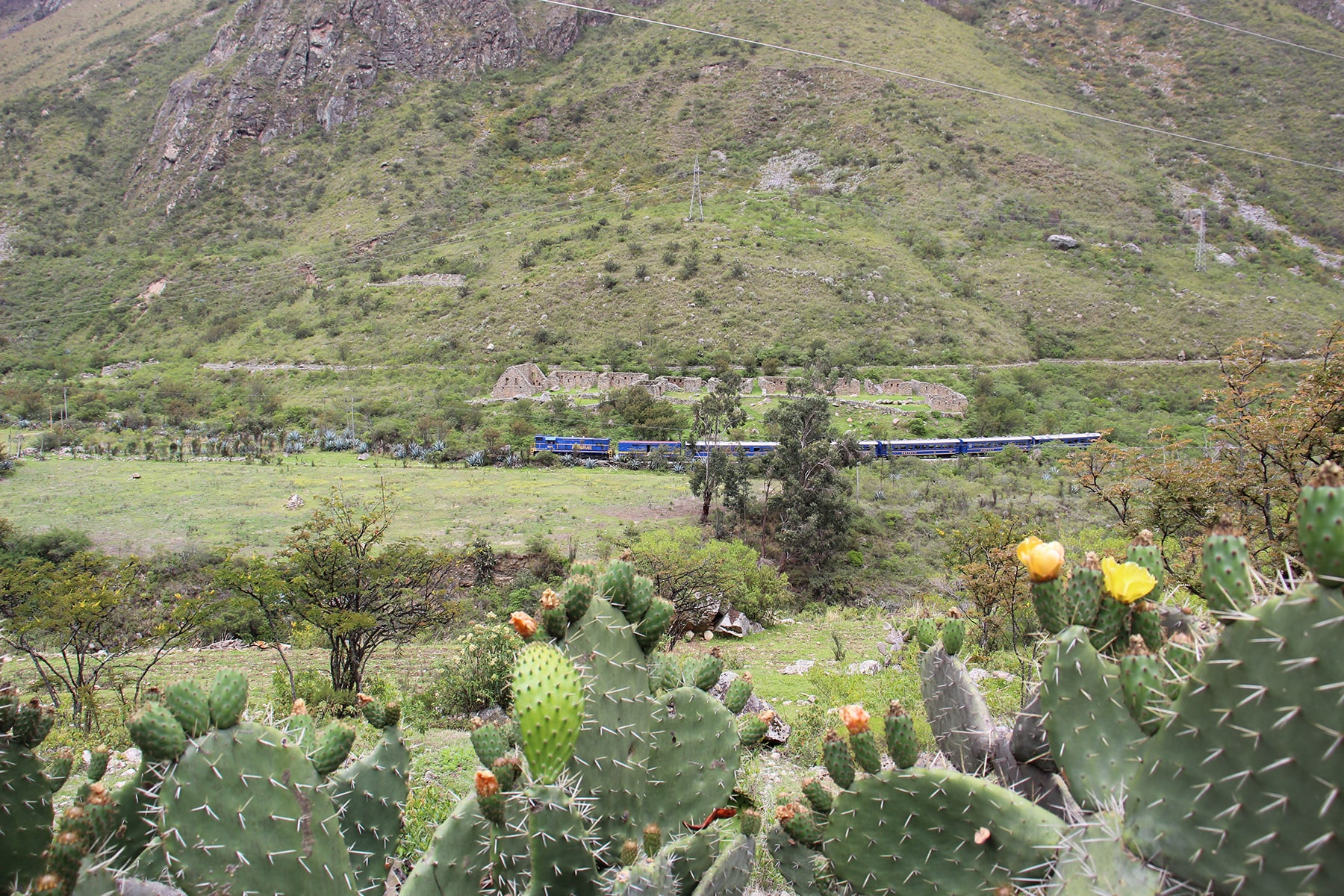 Un train au milieu de la campagne avec des cactus