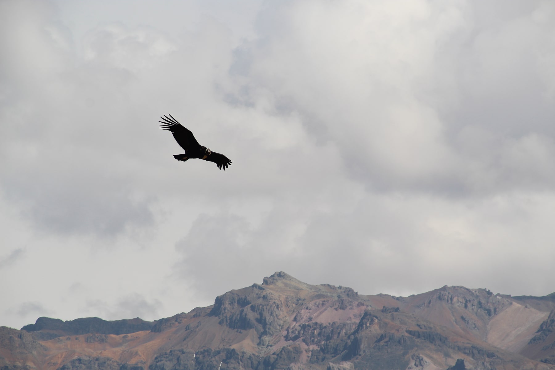Flight of the condor in Colca Canyon