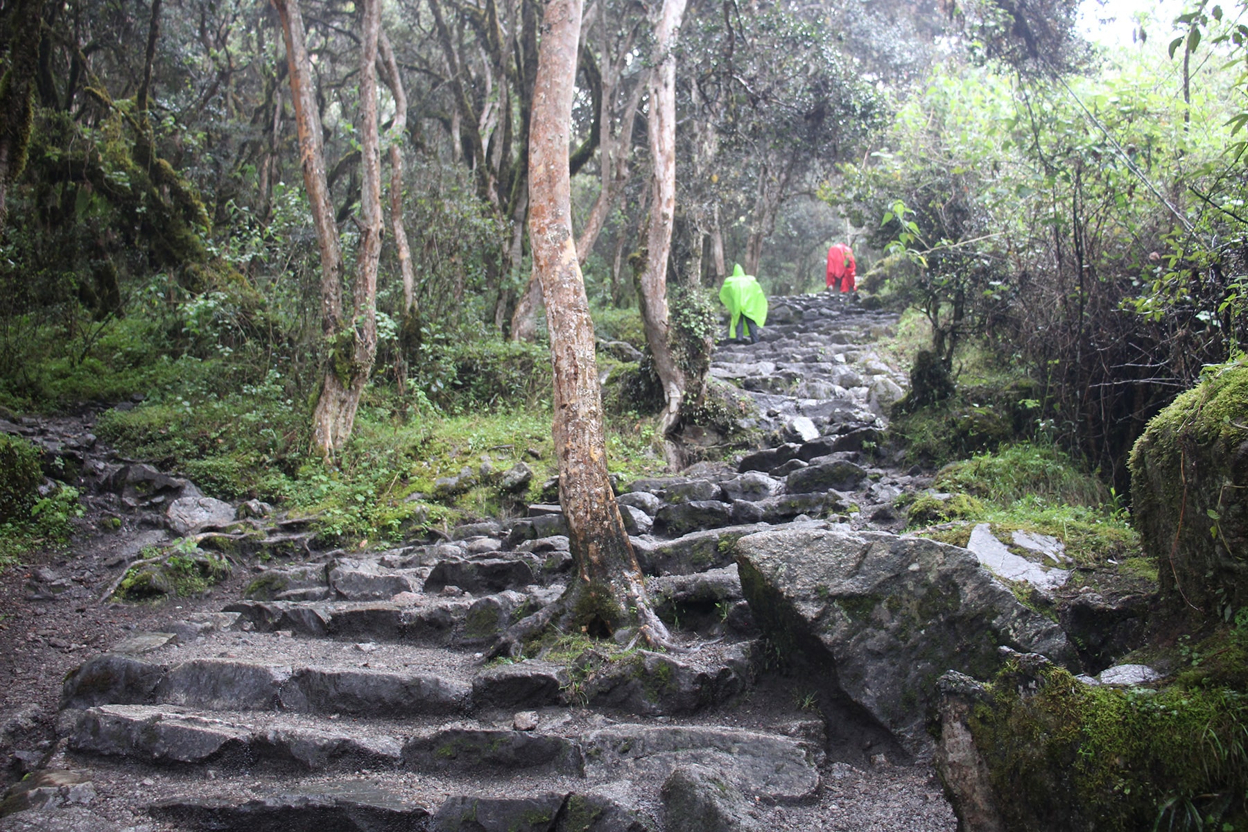 Second day in the jungle inca trail