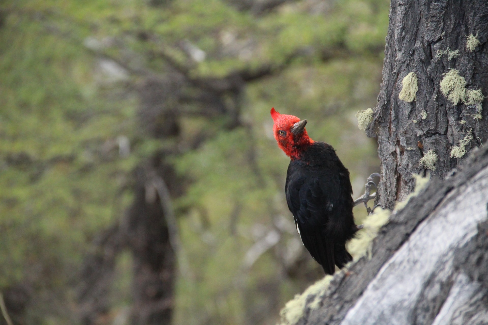 Woodpecker with red head, El Chalten