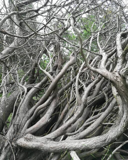 When you look up "intertwined" on the dictionary, this picture should come up. 🌳