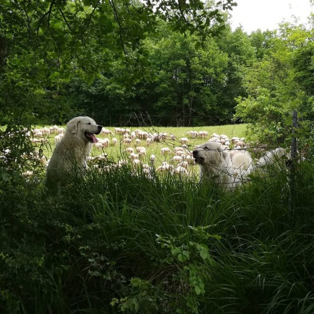 During our weekly walk, we met some cut doggos that made sure we werent sheep-stealers and some really nice houses. 👌🐑