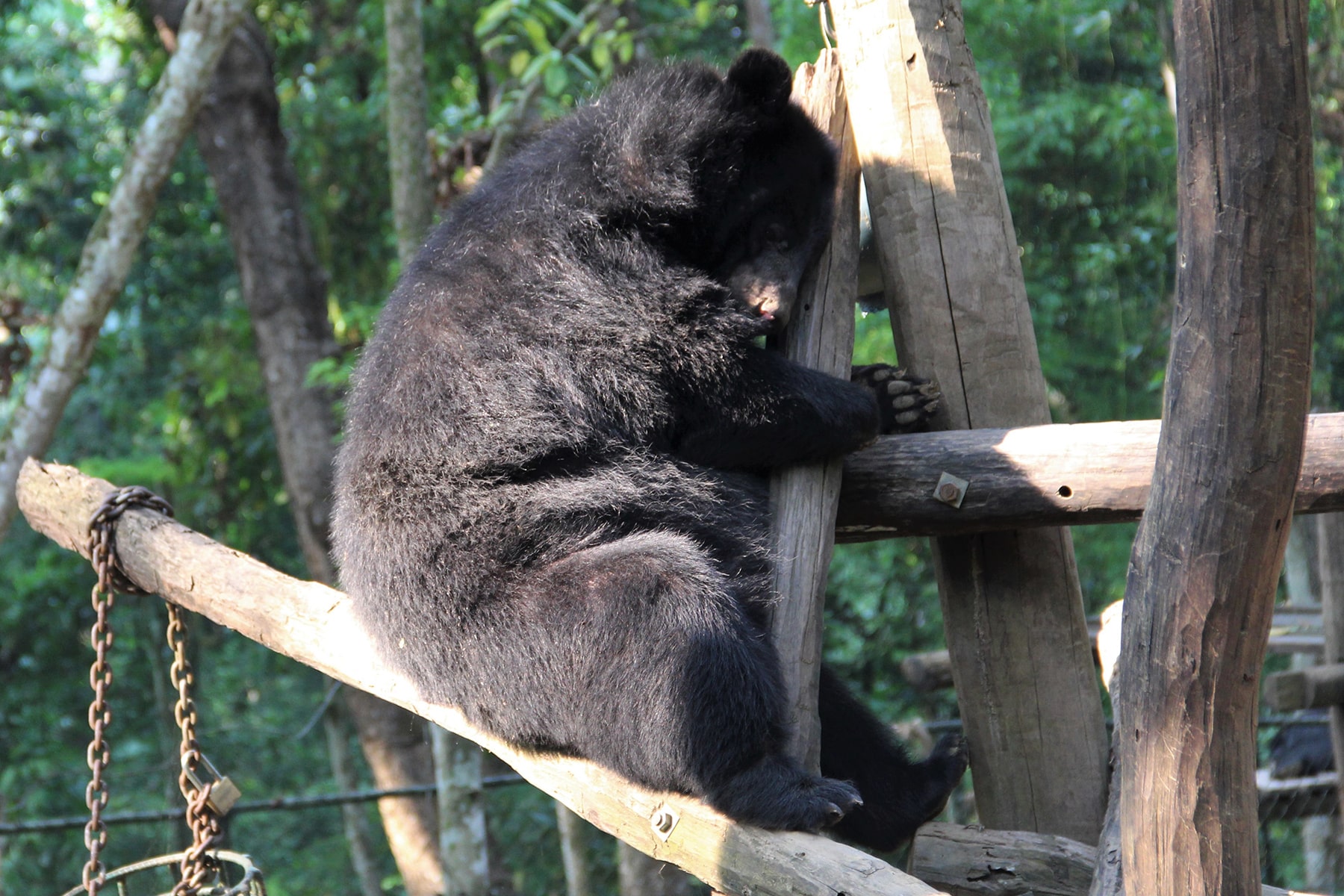 Un petit ours dans le centre de sauvetage Kuang Si, Laos