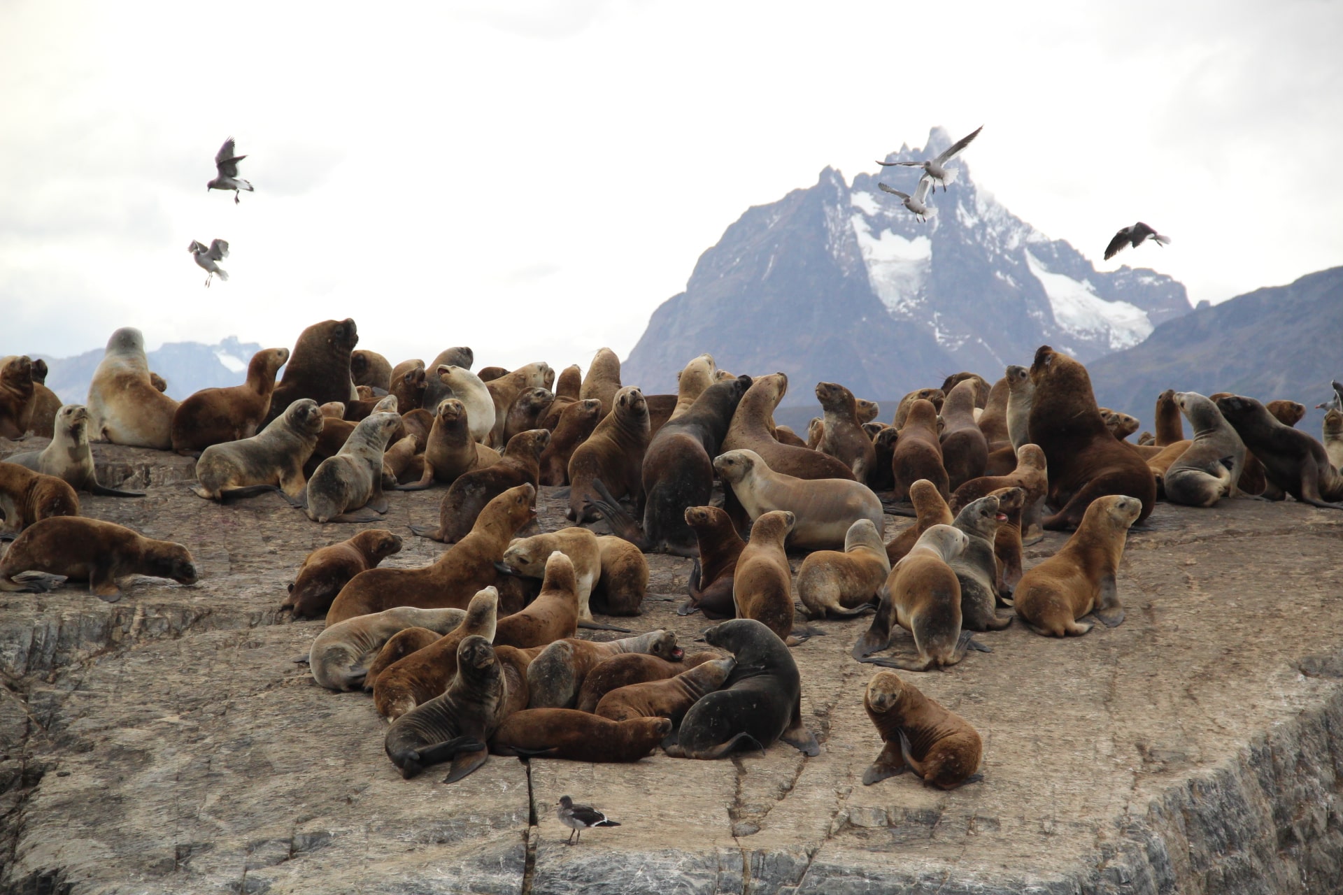 Lions de mer, Ushuaia