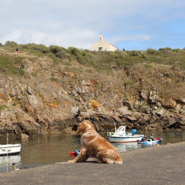 France always has incredible landscapes and very cute sailor-dogs! 🇫🇷🐶