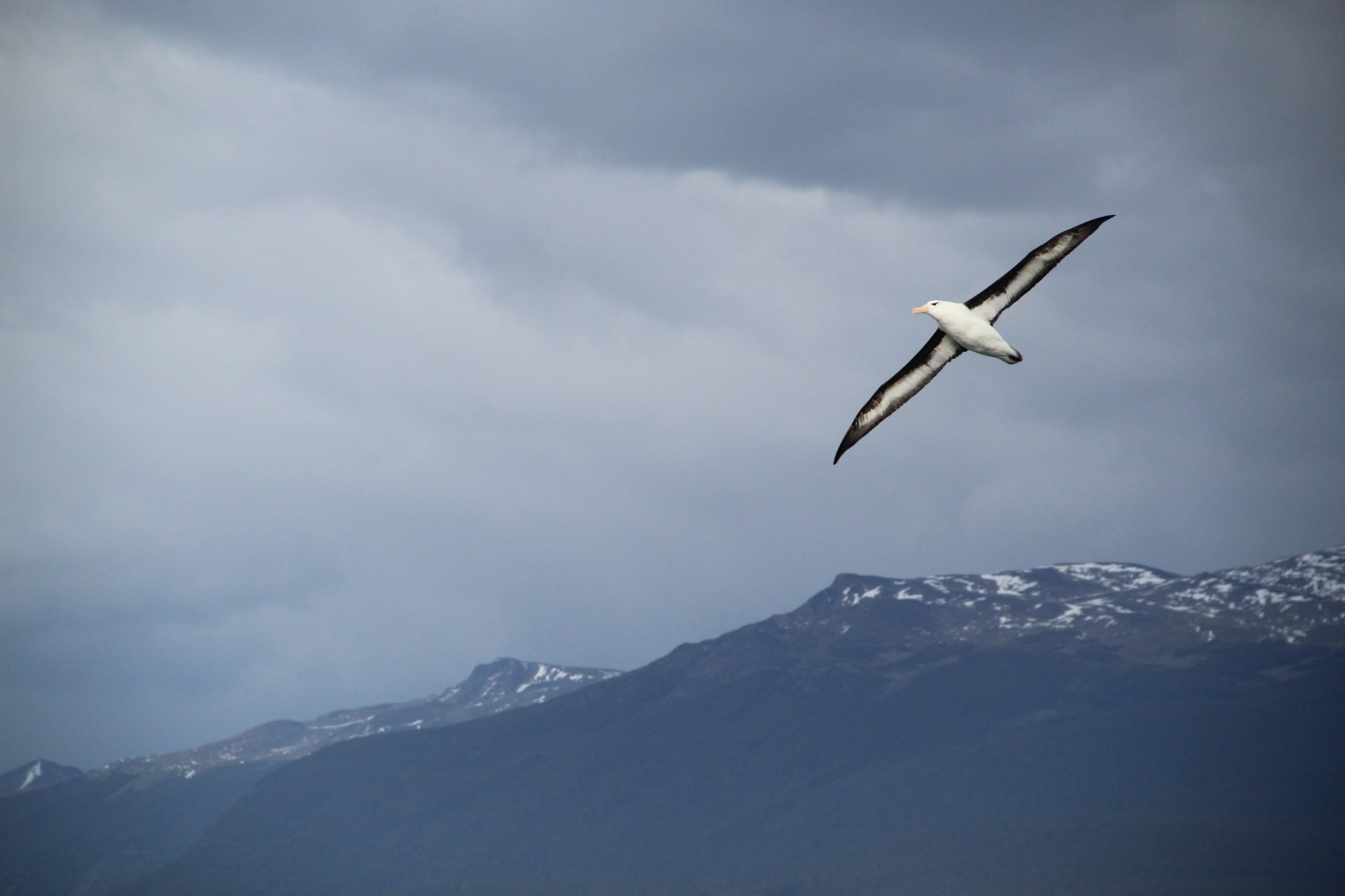 Seagull flying, Ushuaia