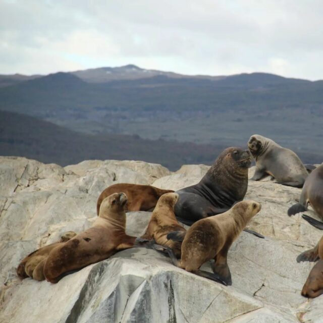 How cute are these sea lions that we saw on our boat tour in Ushuaia? I must say that the females are a little cuter and less intimidating than the males 😅