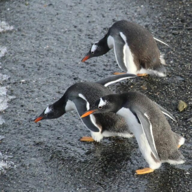 *checking the water temperature - "nope, we are outta here"