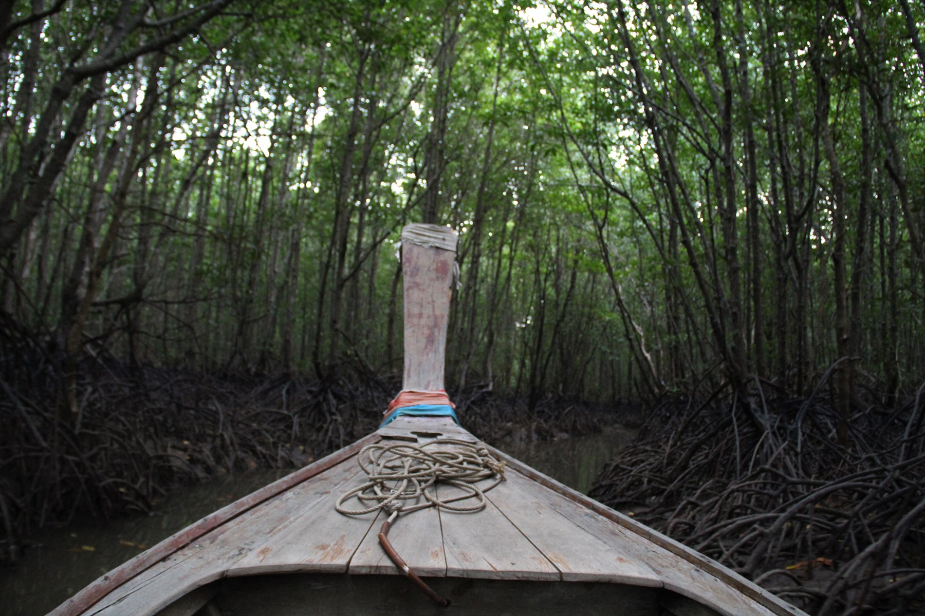 Tour de bateau dans la mangrove de Krabi