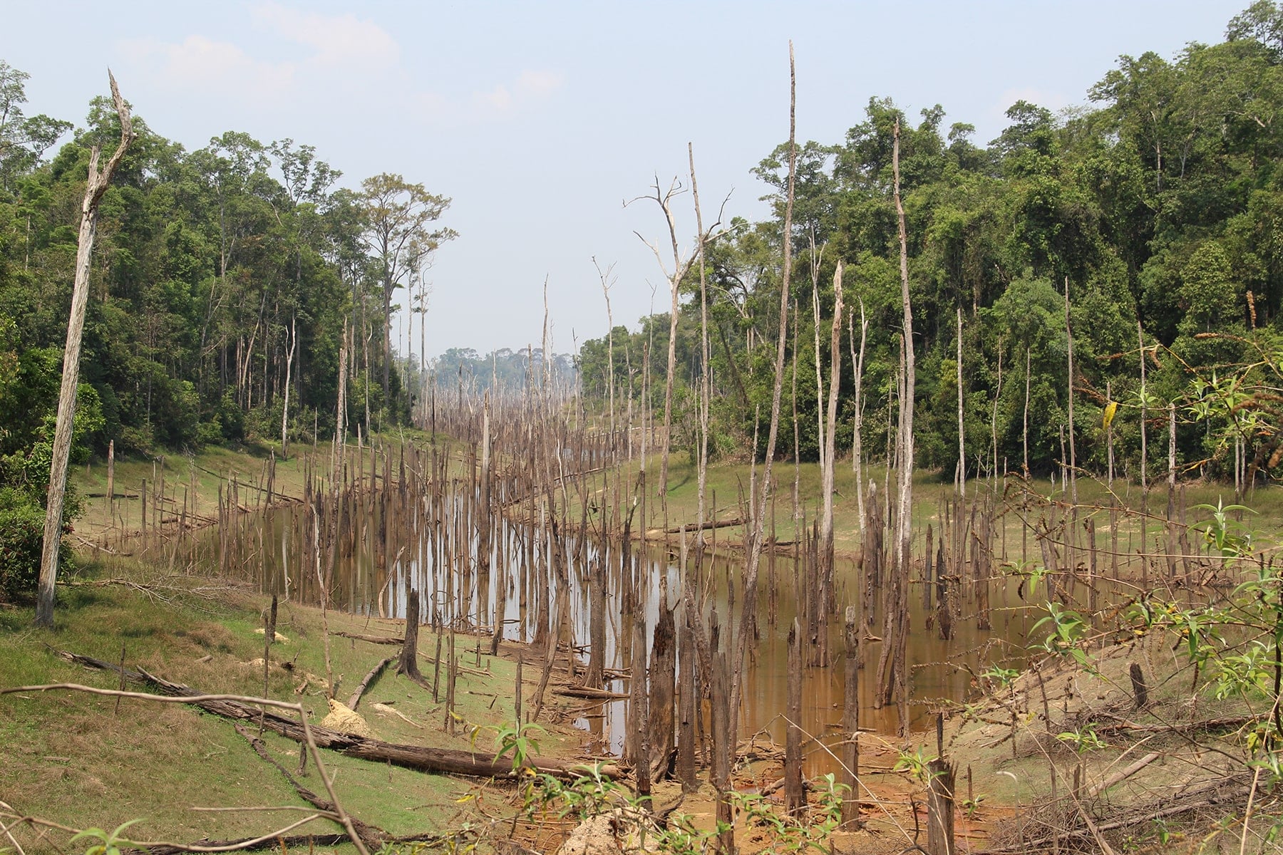 Des arbres morts dans le lit d’un fleuve près de Thalang circuit de Thakek, Laos