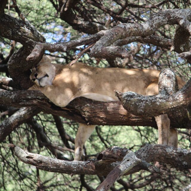 Cats will be cats. First day of safari in Lake Manyara.