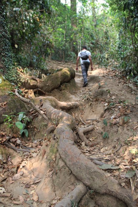 Homme marchant le long des énormes racines d'arbre dans le parc national de Doi Suthep à Chiang Mai