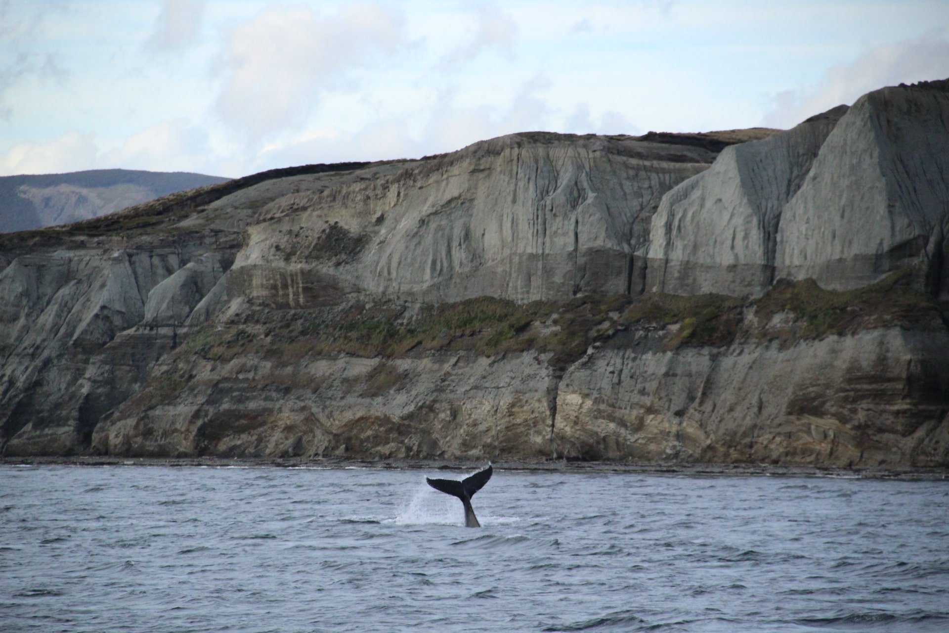 Humpback whale tail, Ushuaia