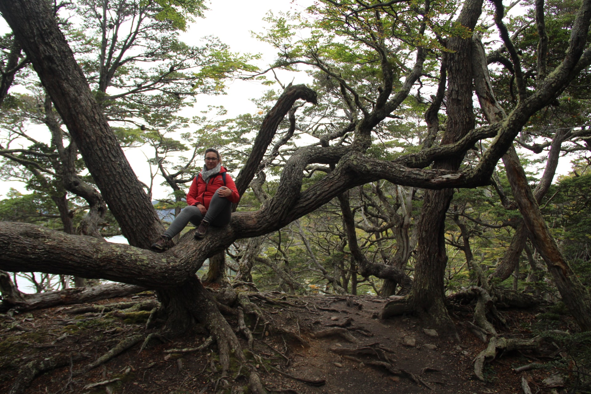 Marianna on tree on sendero de la costa hike, Ushuaia