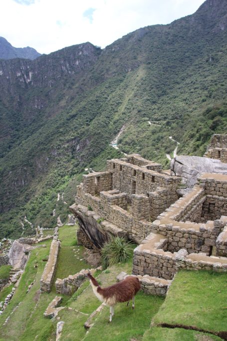 Un lama entre les ruines du Machu Picchu