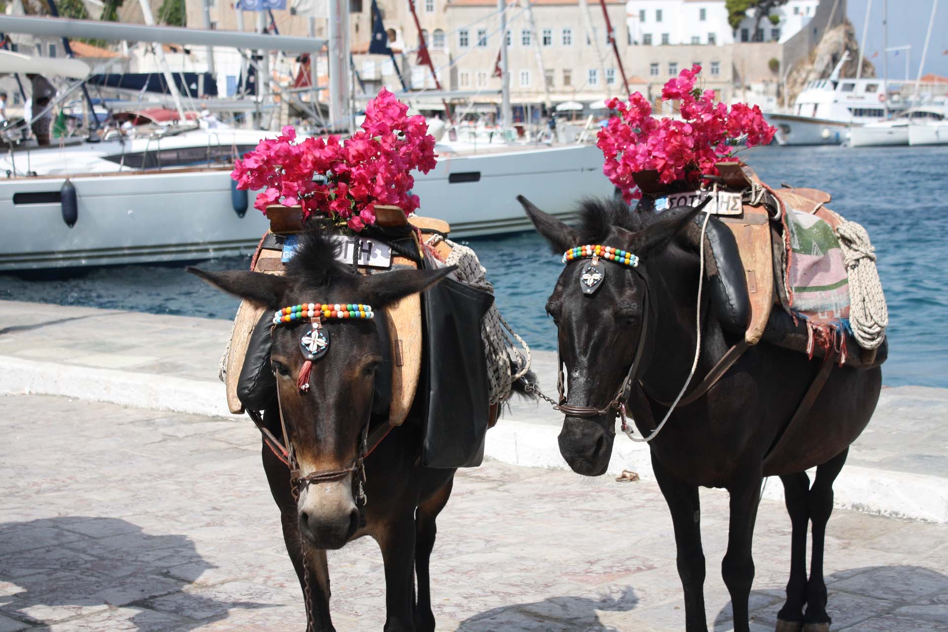 Donkeys with bouganvillea in Hydra's port colourful